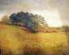 Golden Meadows